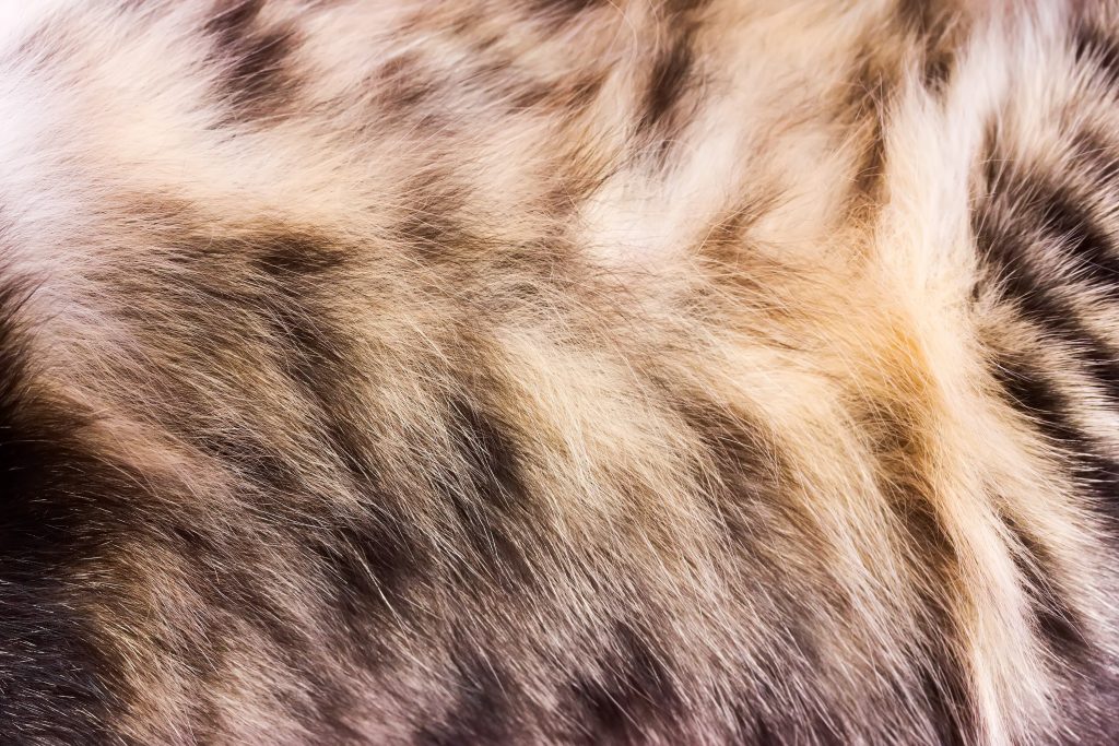 Background,Texture,Striped,Cat,Fur,,Wool,Close,Up Zoolyx