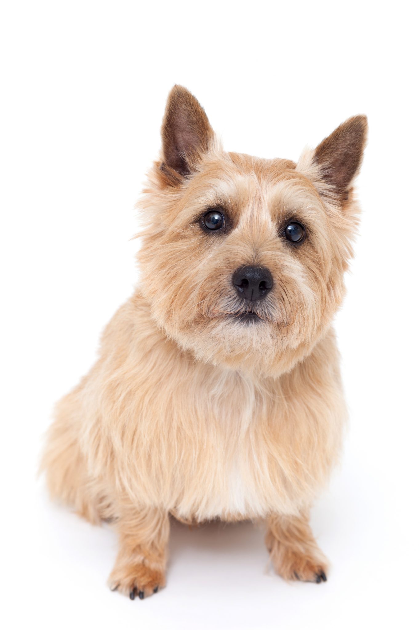Norwich,Terrier,Dog,Isolated,On,White,Background Zoolyx