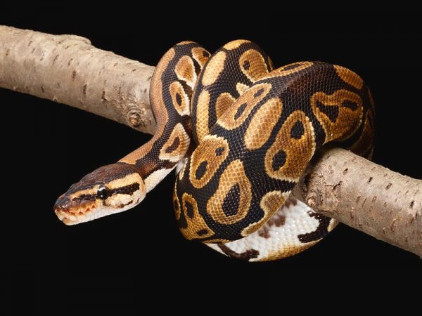 Ademen Maori fluit Nidovirus bij slangen - Zoolyx