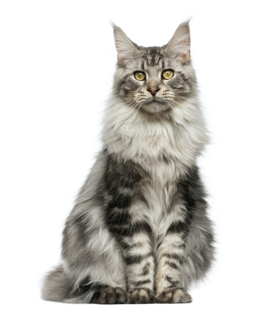 Maine,Coon,Sitting,In,Front,Of,A,White,Background - Zoolyx