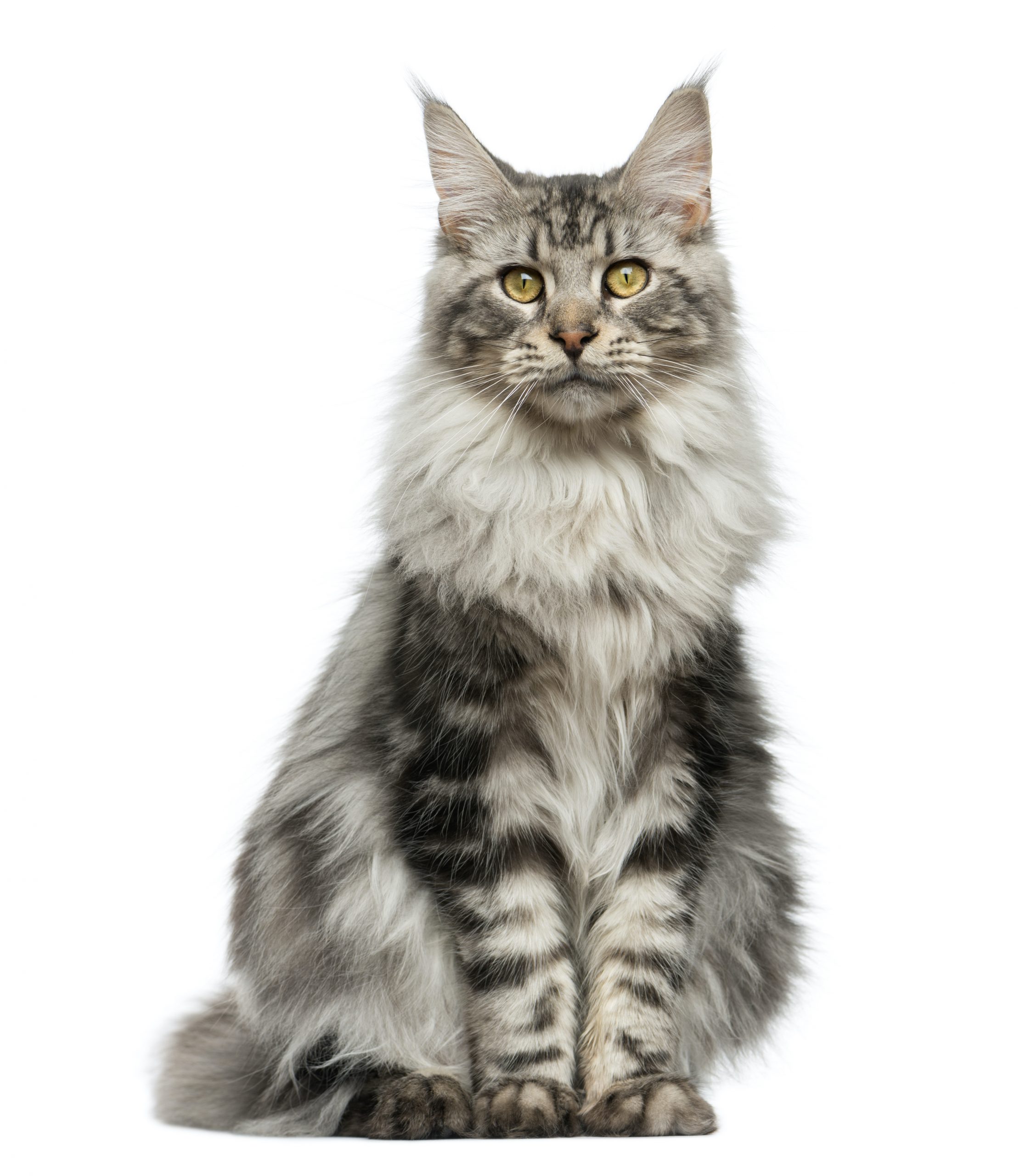 CombiBreed Maine Coon UPDATED - Zoolyx