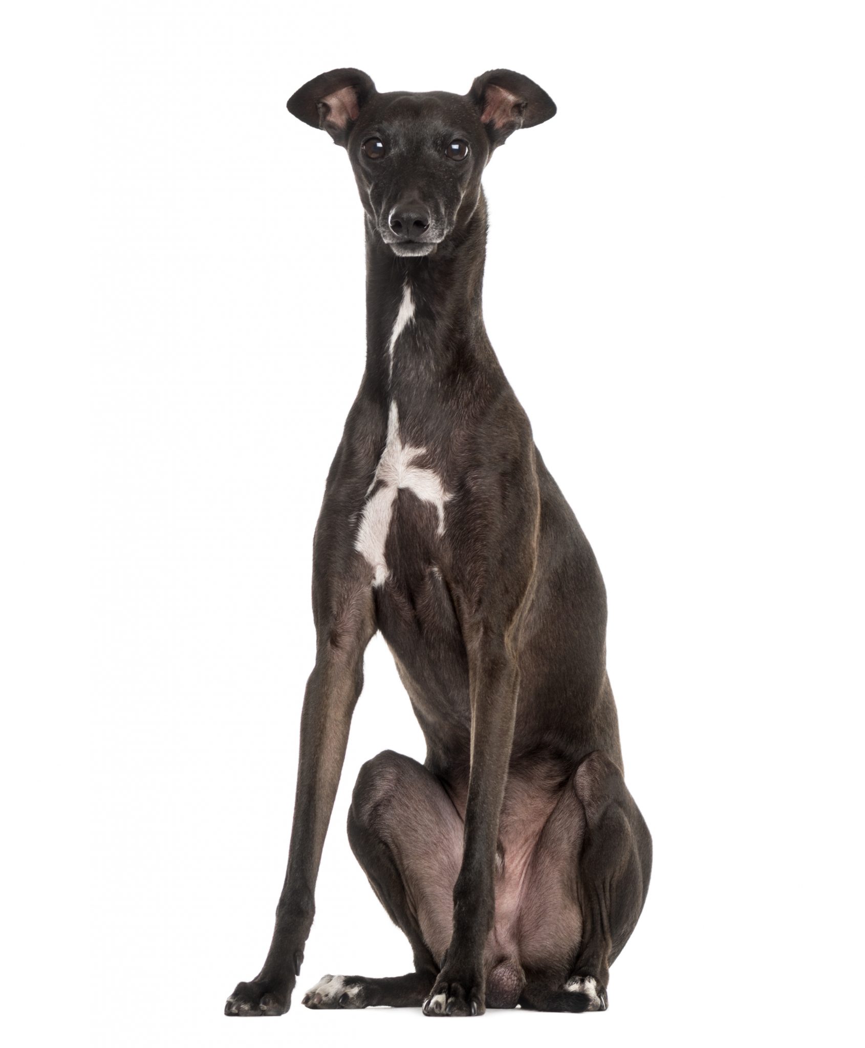 Italian,Greyhound,,Piccolo,Levriero,Italiano,,Sitting,And,Isolated,On ...